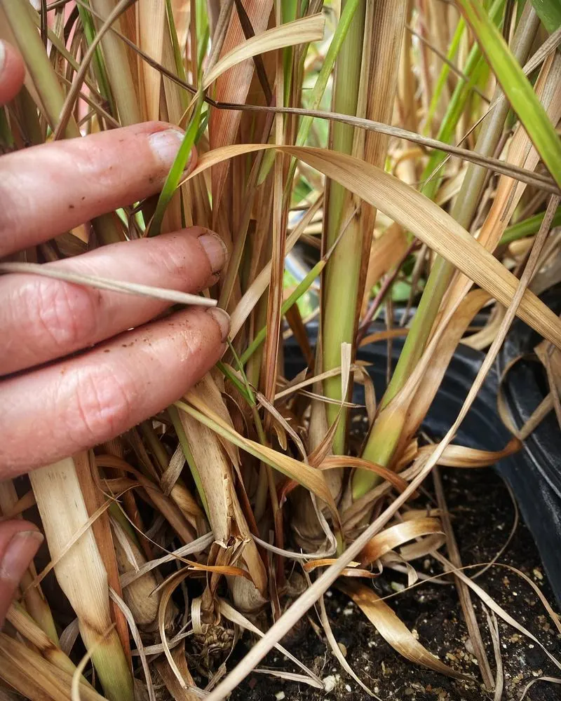 Lemongrass