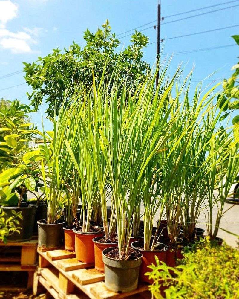 Lemongrass