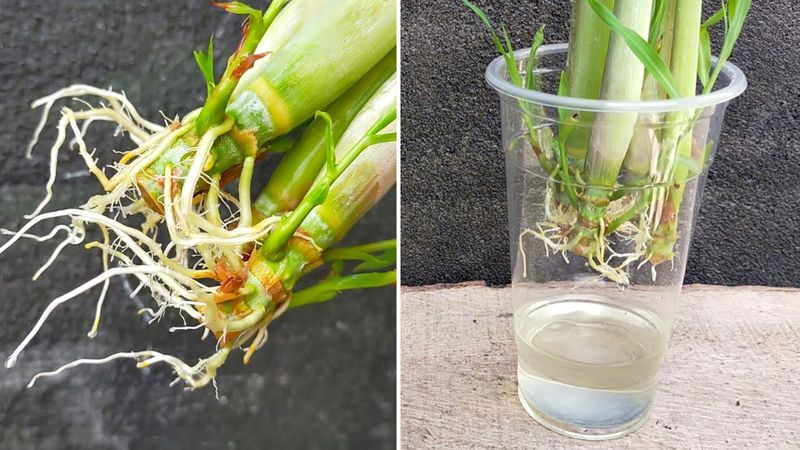 Lemongrass
