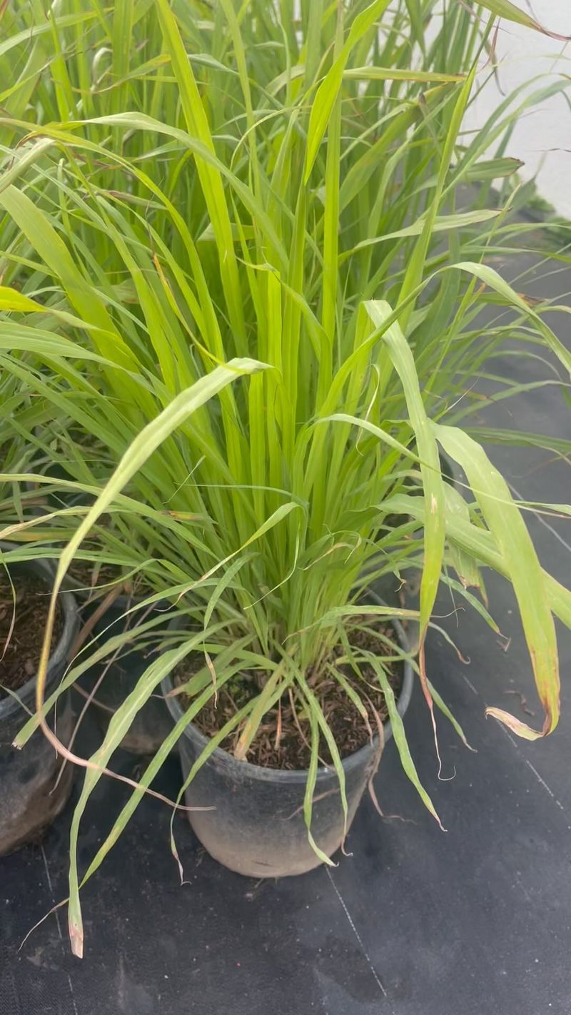 Lemongrass