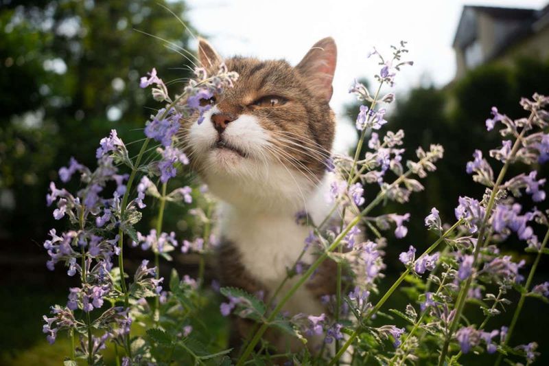Catnip