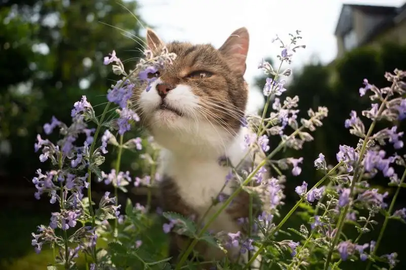 Catnip