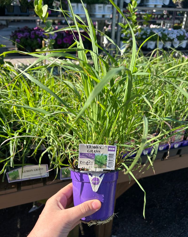Lemongrass