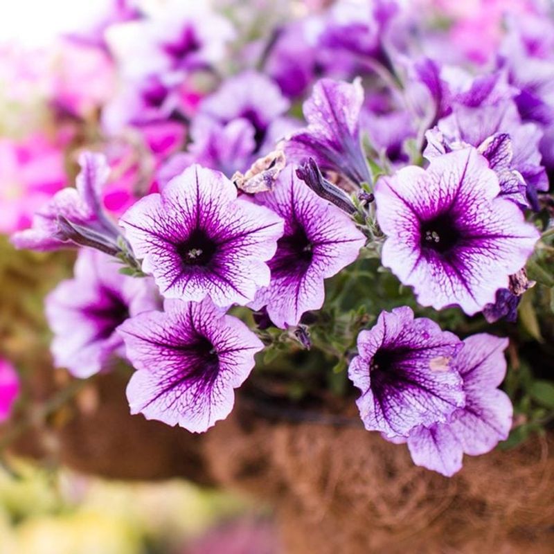 Petunias