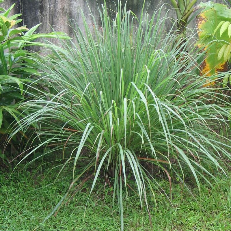 Lemongrass