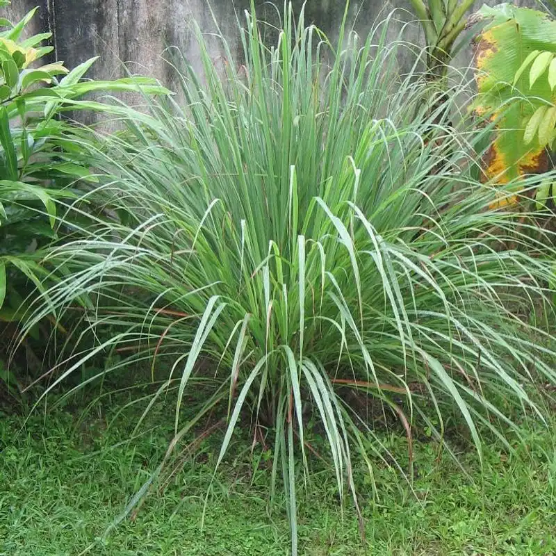 Lemongrass