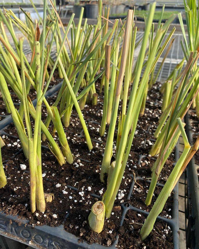 Lemongrass