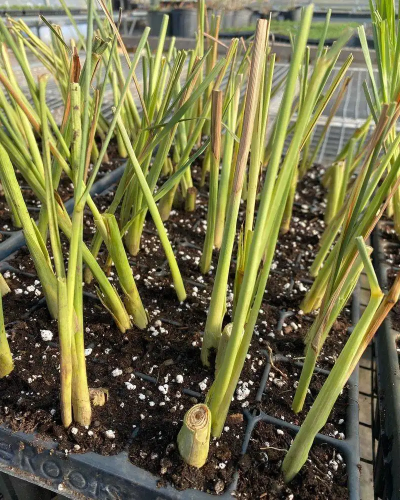 Lemongrass
