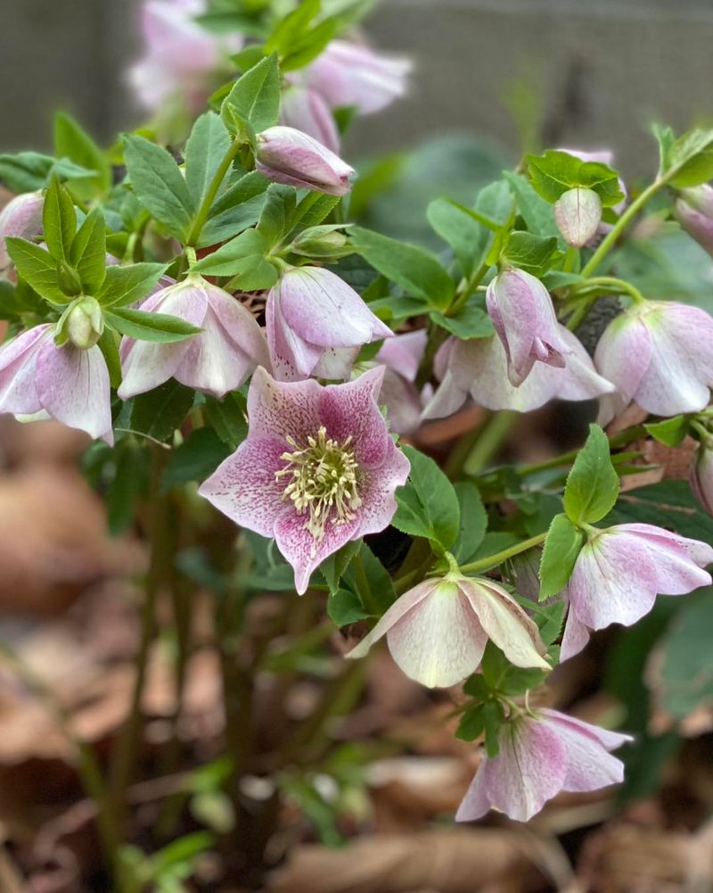 Lenten Rose