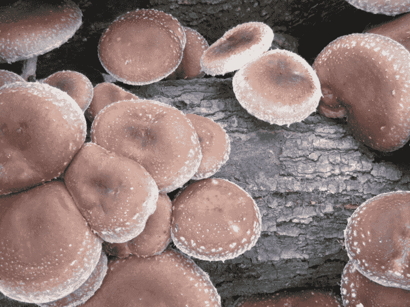 Lentinula Edodes (Shiitake Mushroom)