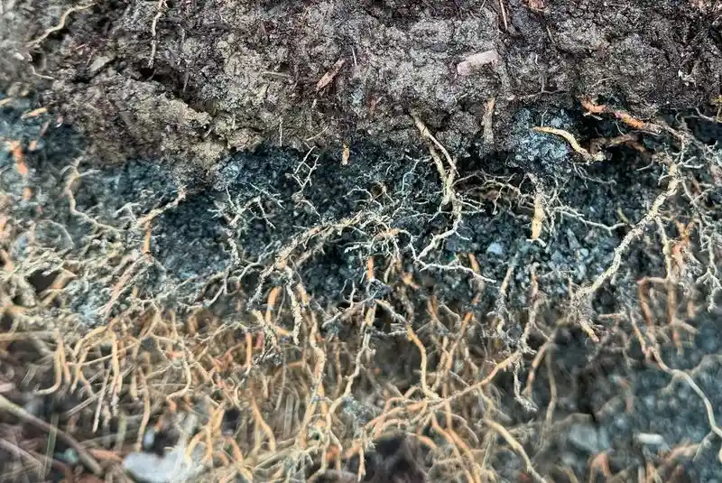 Less Weed Pressure