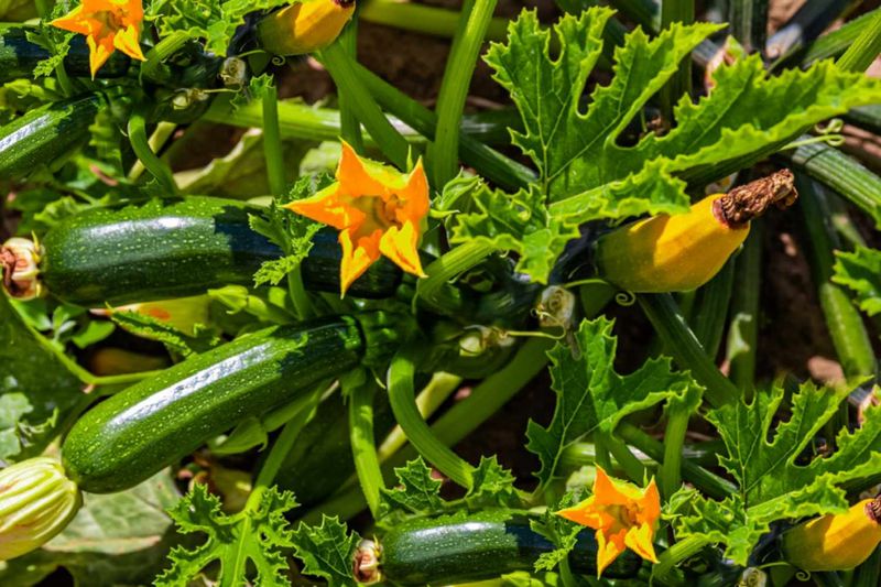 Zucchini
