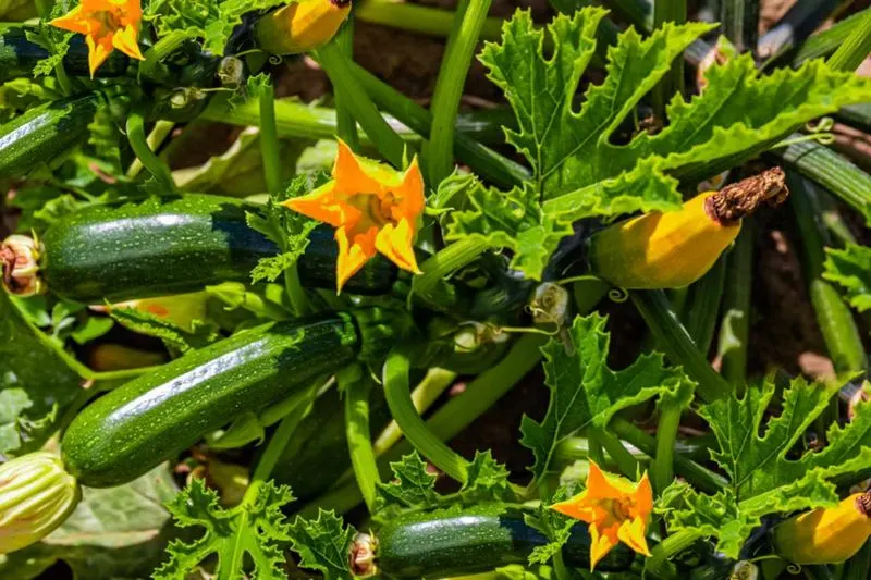 Zucchini