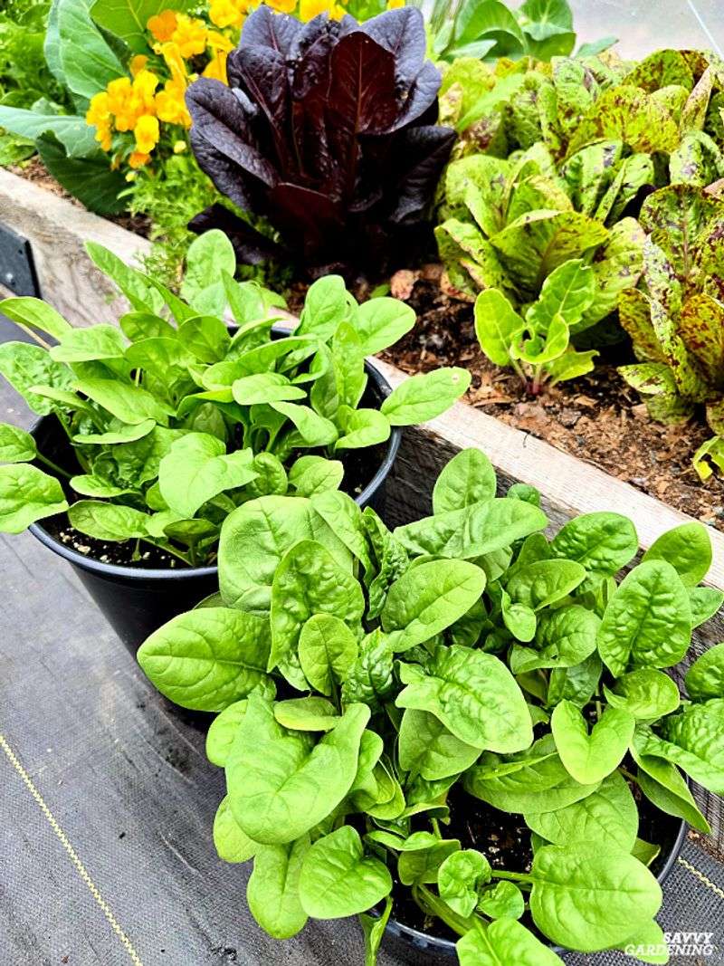 Spinach