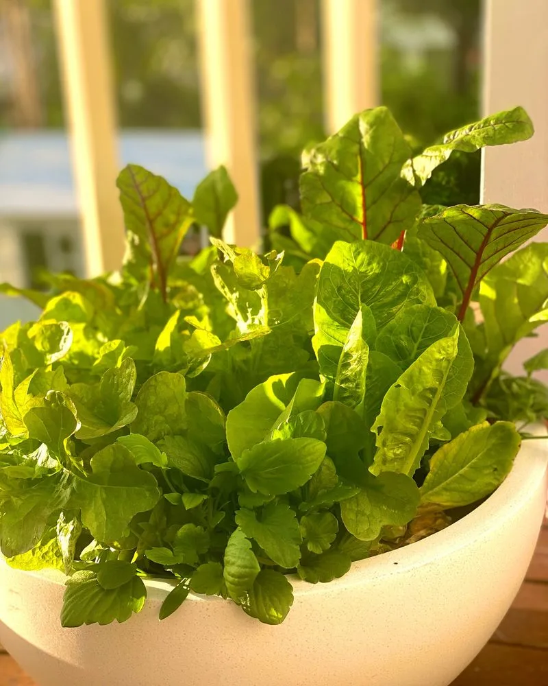 Lettuce