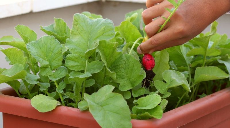 Radishes