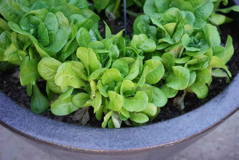 Lettuce