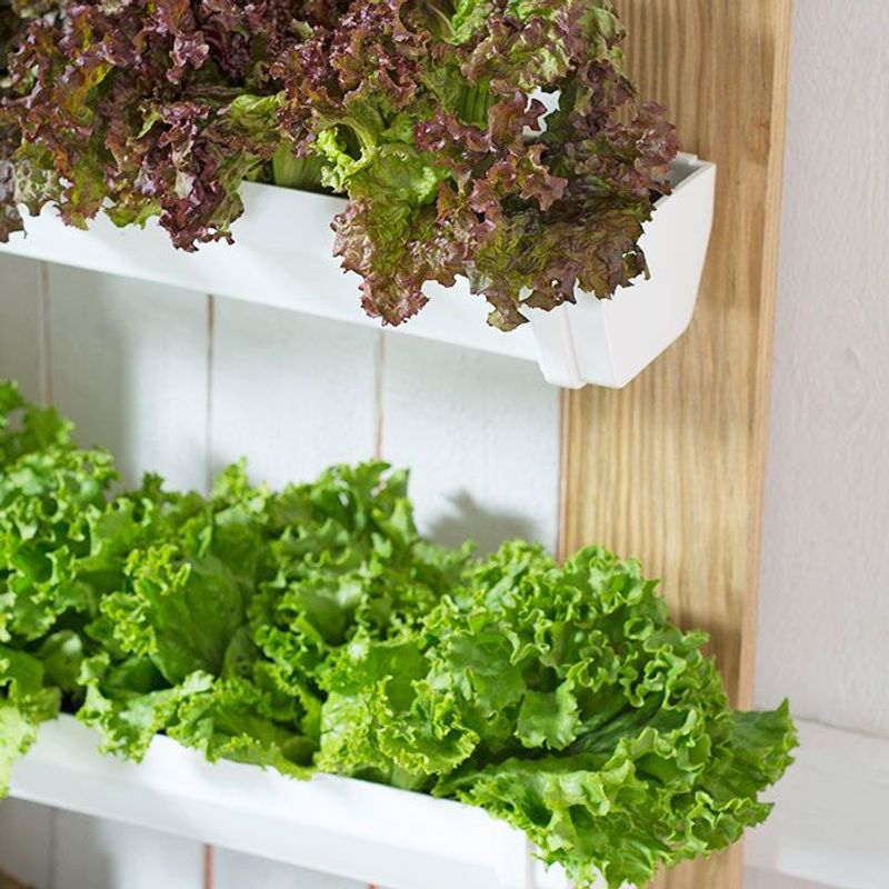 Lettuce