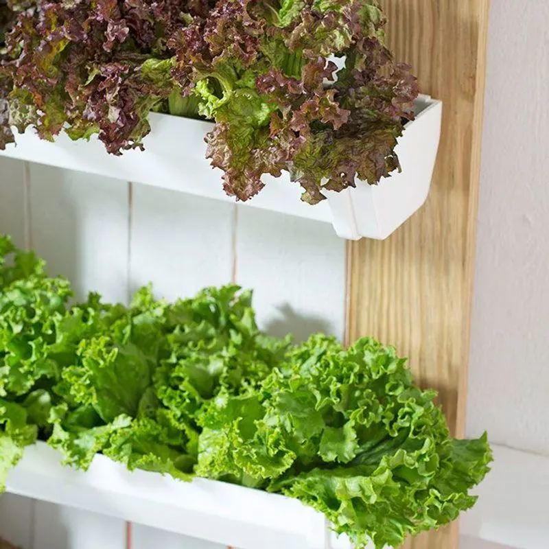 Lettuce