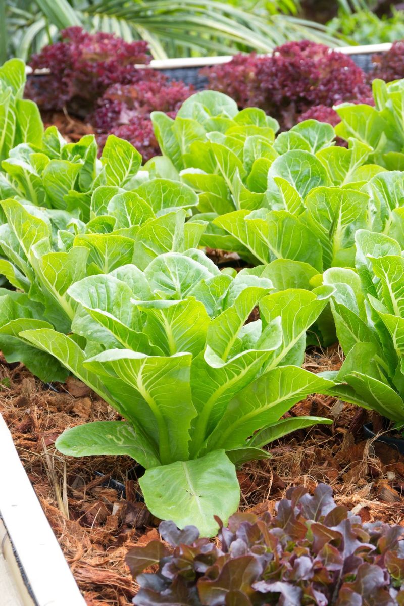 Lettuce