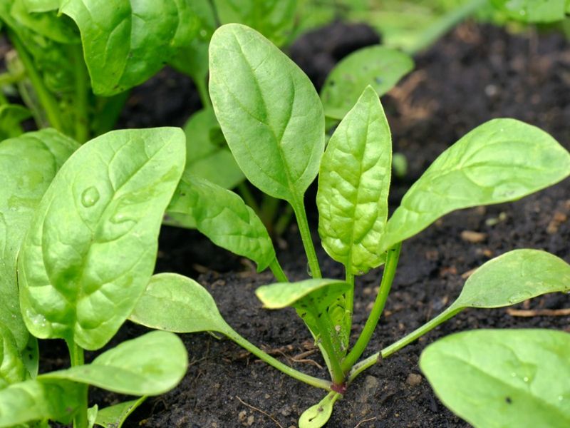 Spinach