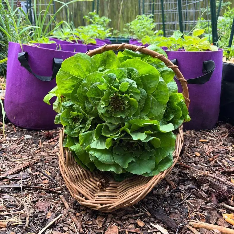 Lettuce