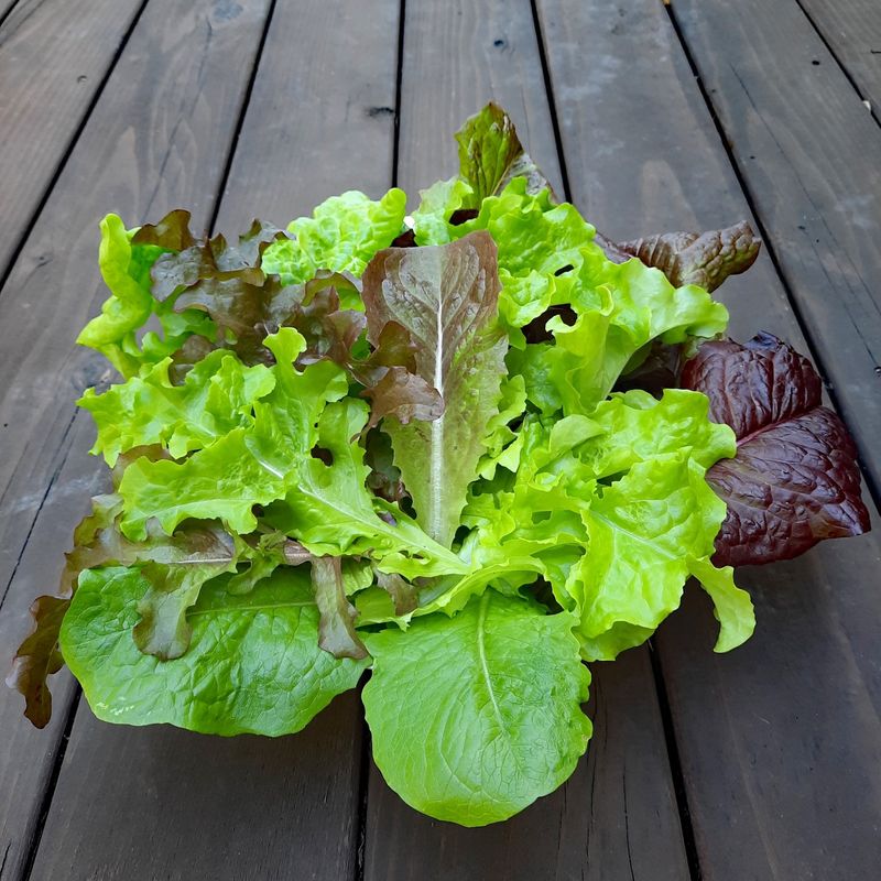 Lettuce