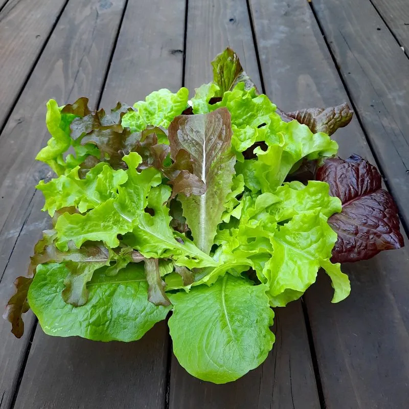 Lettuce