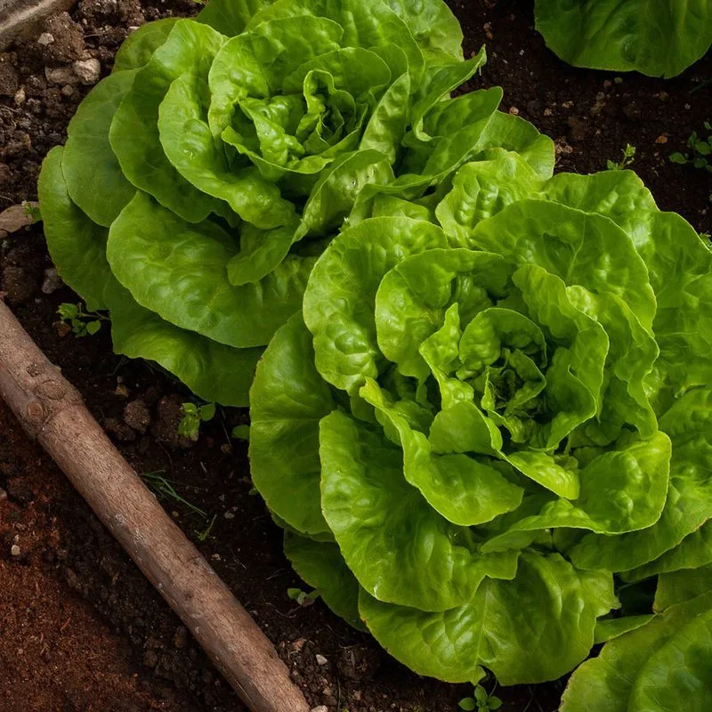 Lettuce