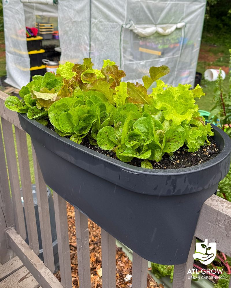 Lettuce