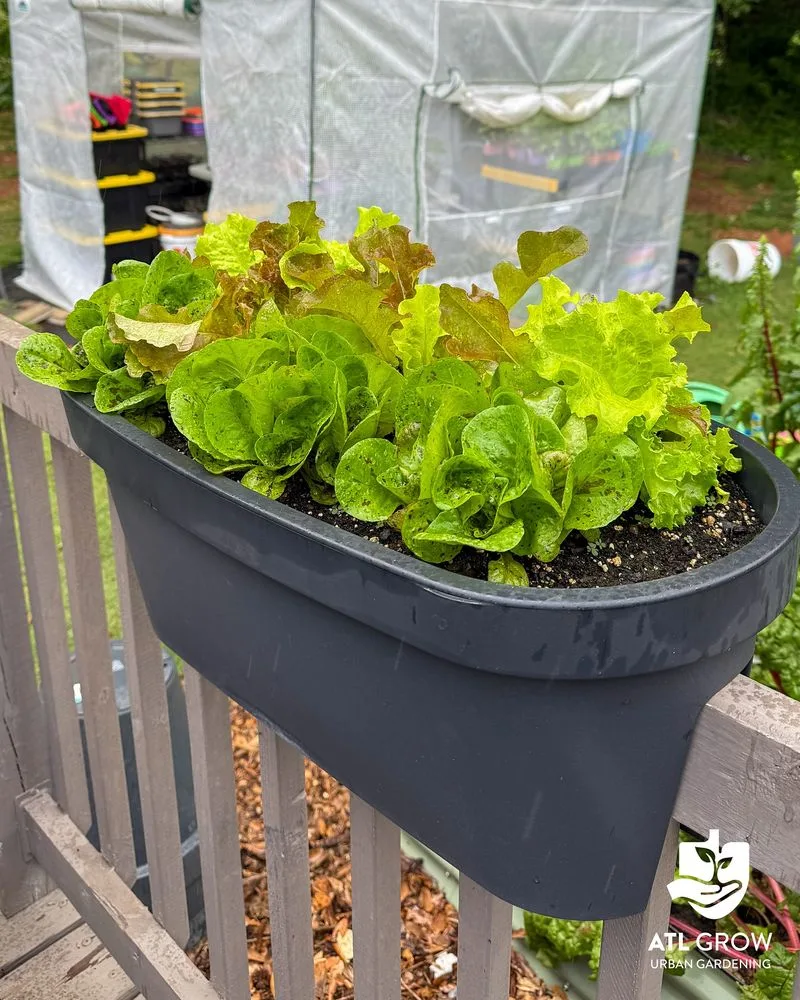 Lettuce