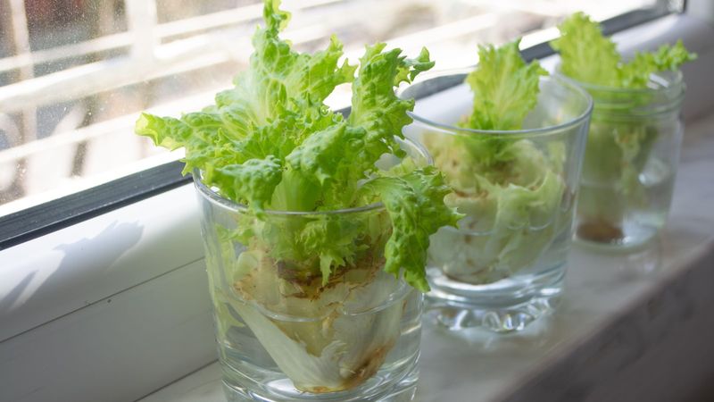 Lettuce