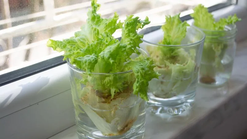 Lettuce