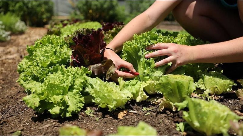 Lettuce