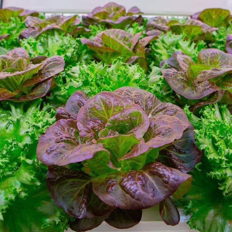 Lettuce