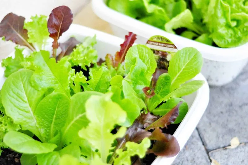 Lettuce