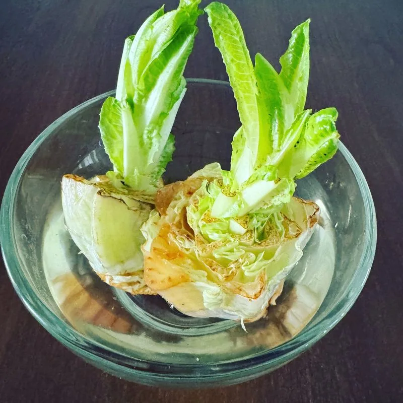 Lettuce