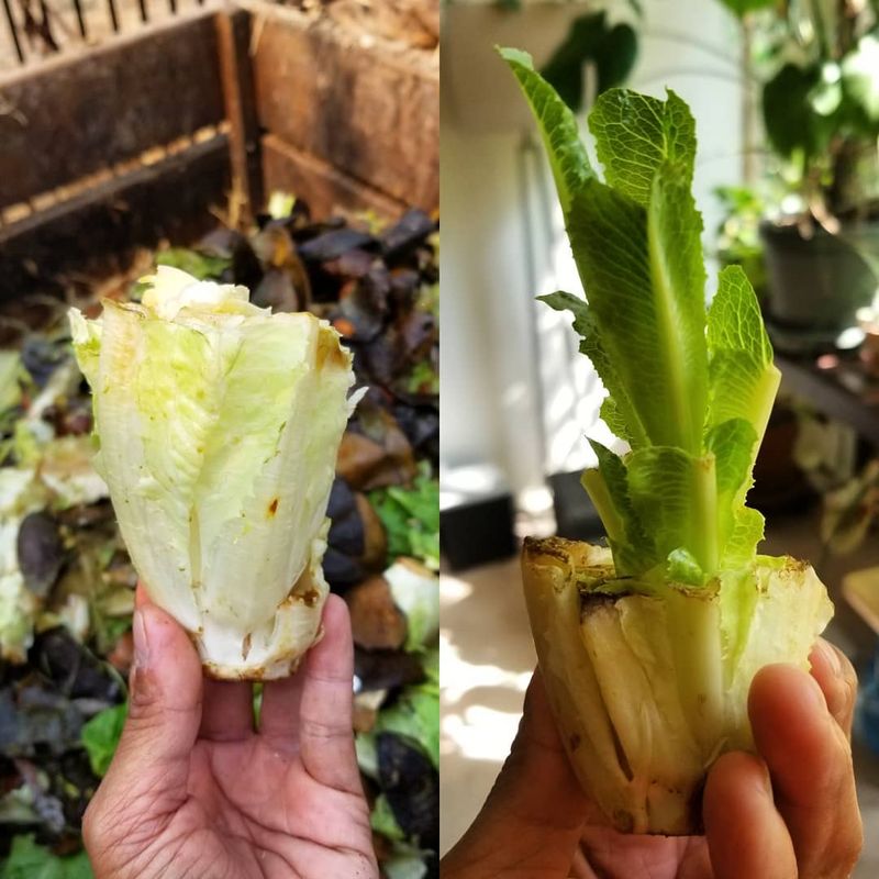 Lettuce Regrowth