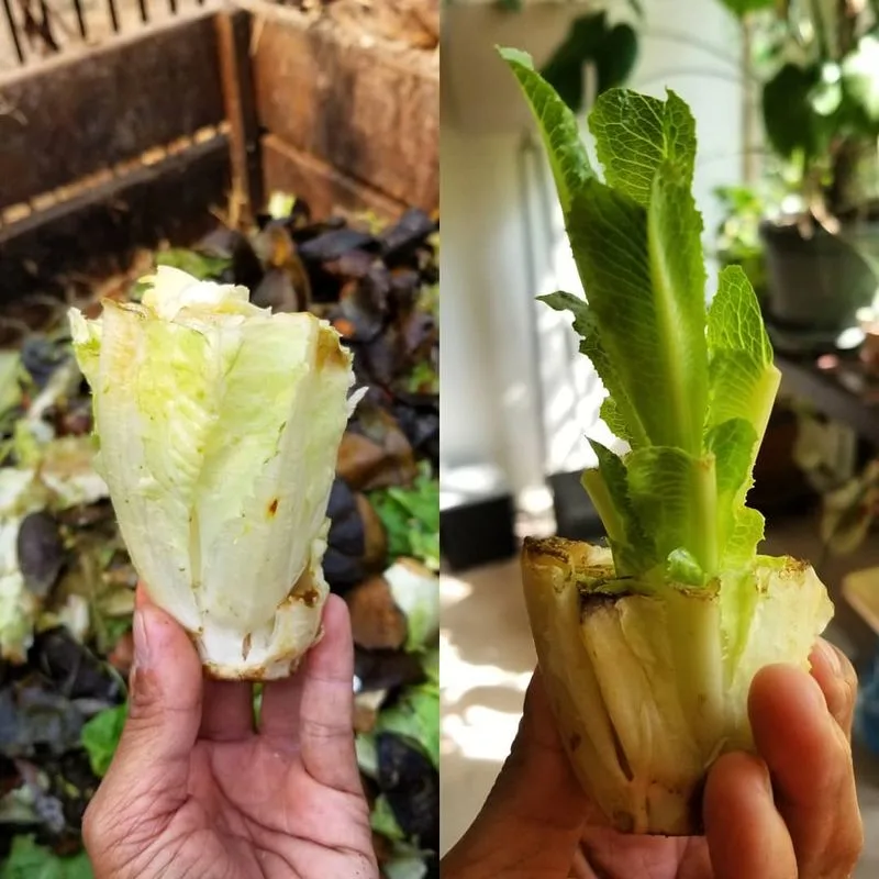 Lettuce Regrowth