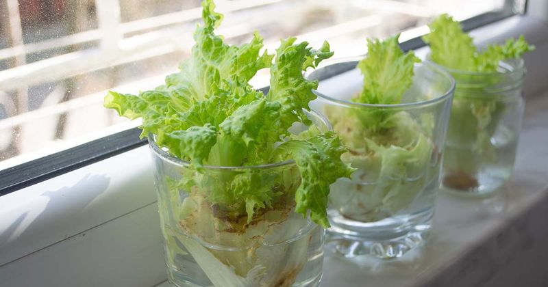 Lettuce Stubs