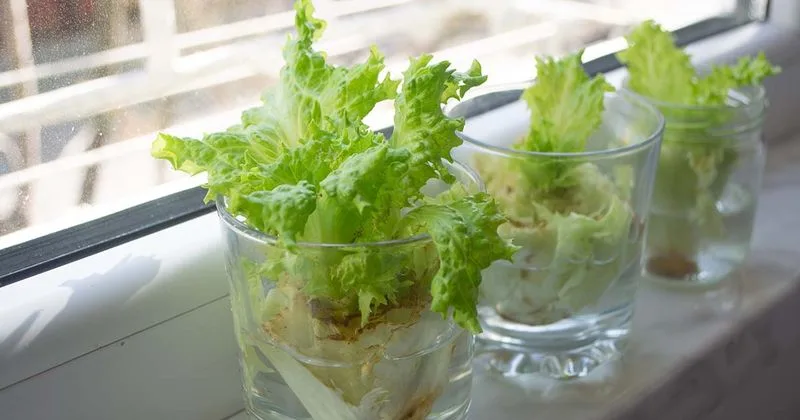 Lettuce Stubs