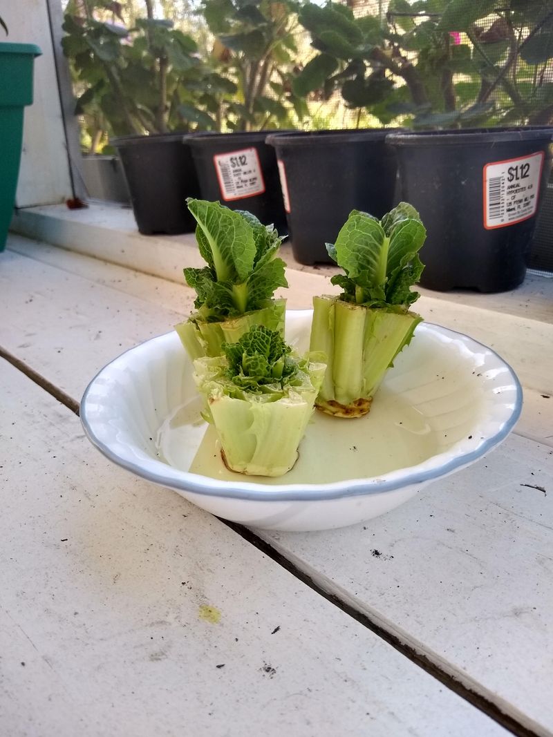 Lettuce Stumps