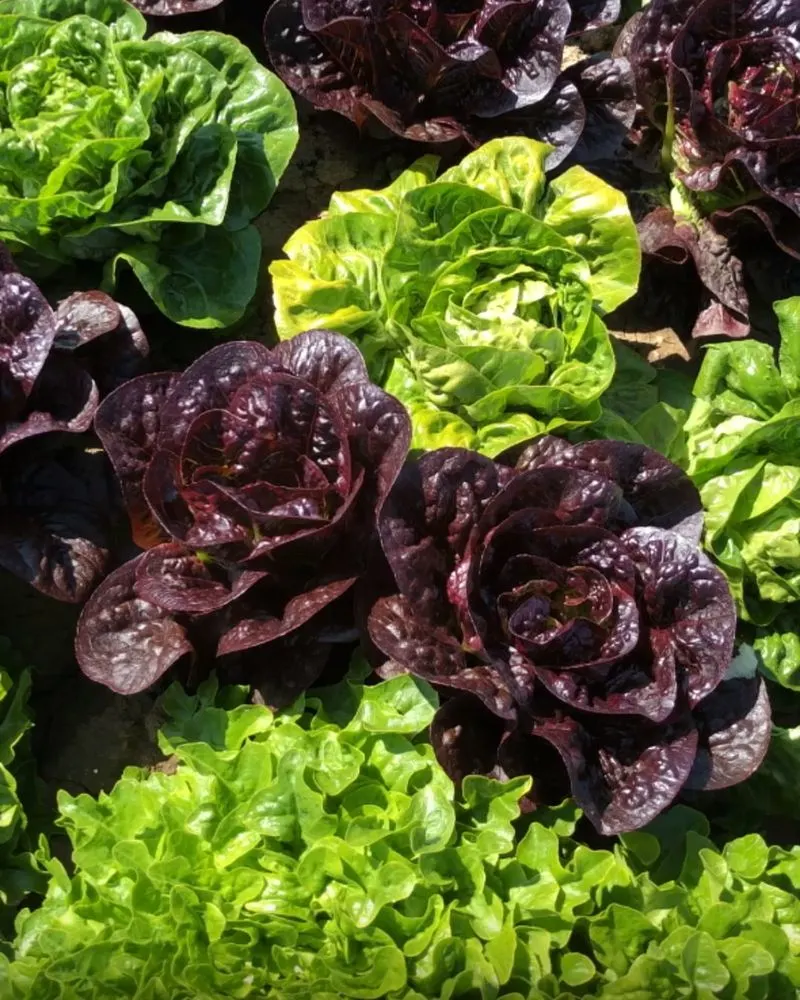 Lettuce Varieties