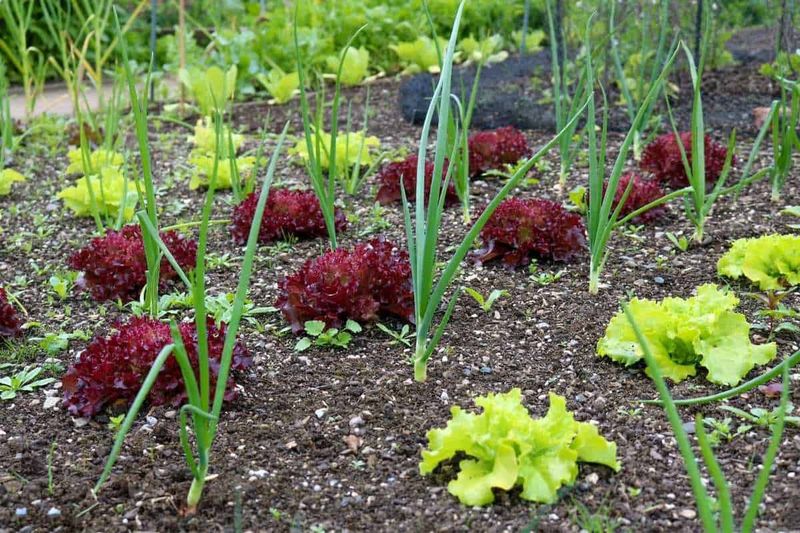 Lettuce & Chives
