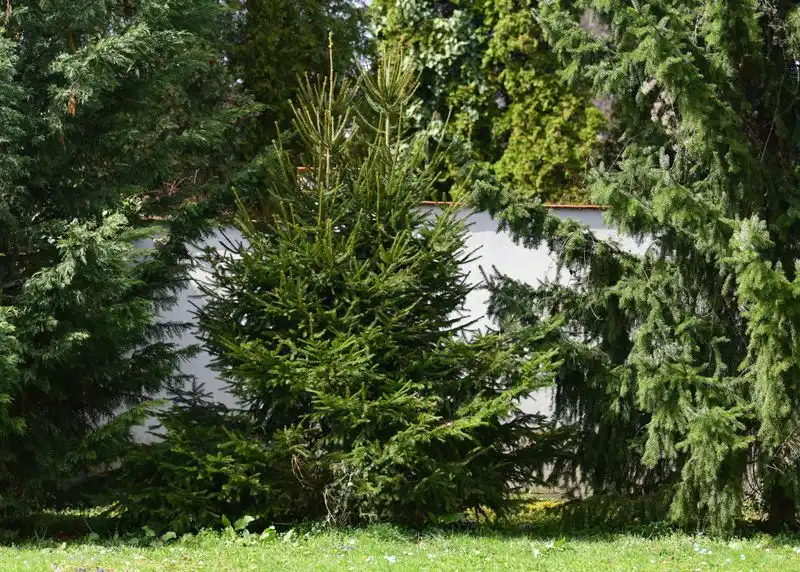 Norway Spruce