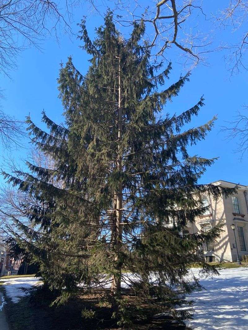 Norway Spruce