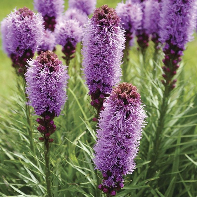 Liatris