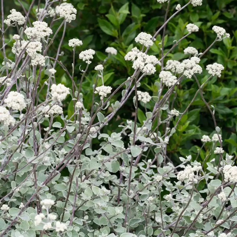 Licorice Plant