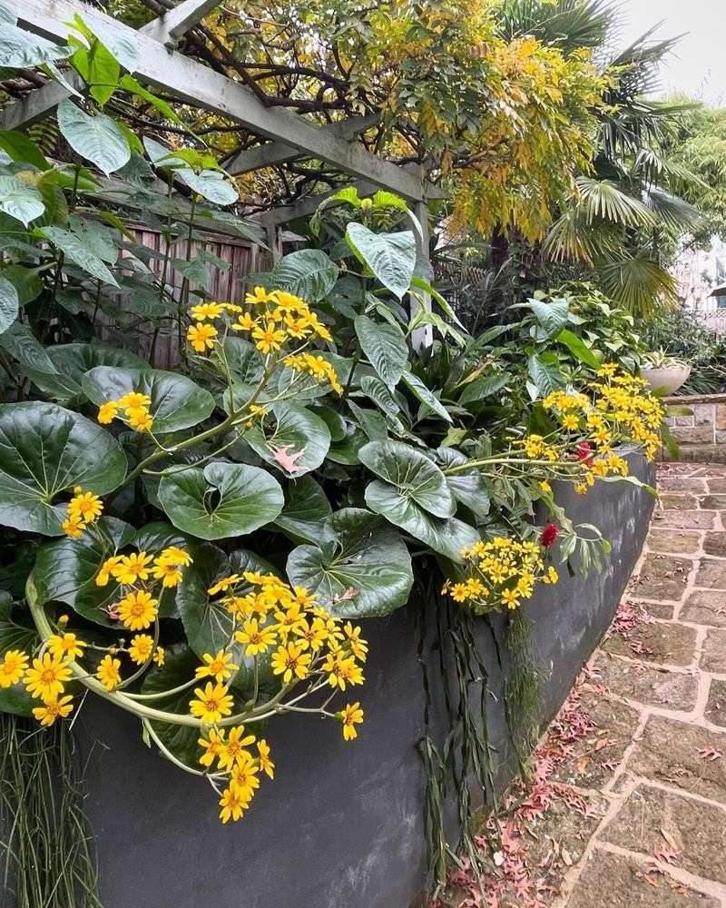 Ligularia