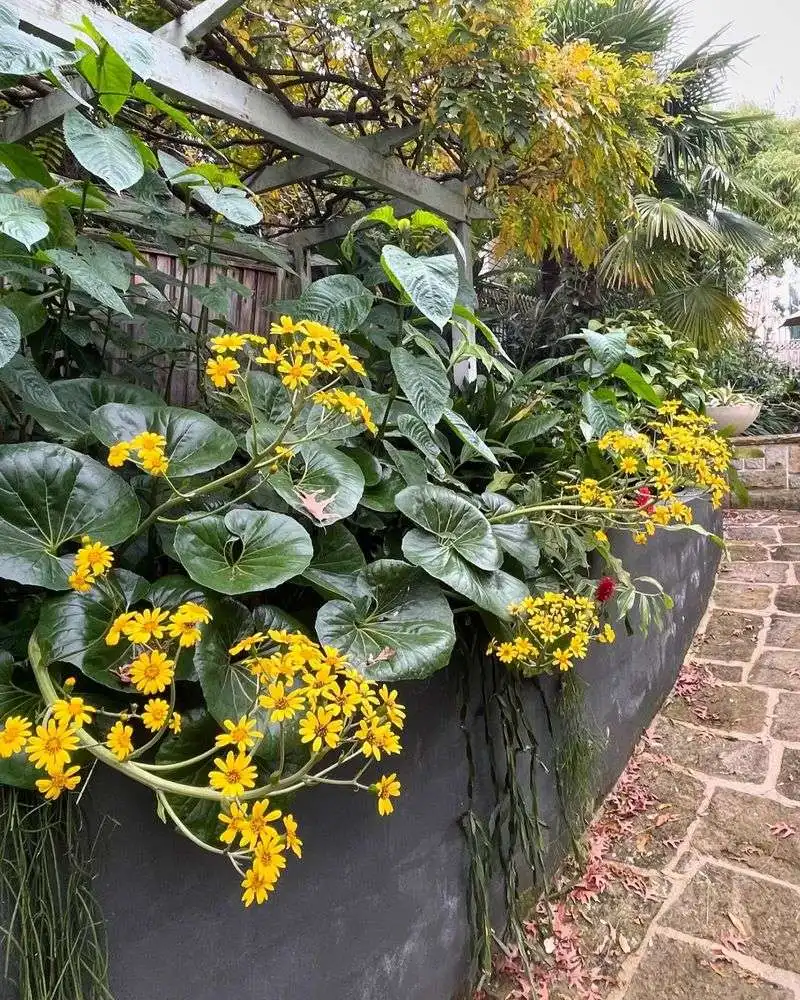 Ligularia